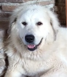 Amaris Tunica Alba