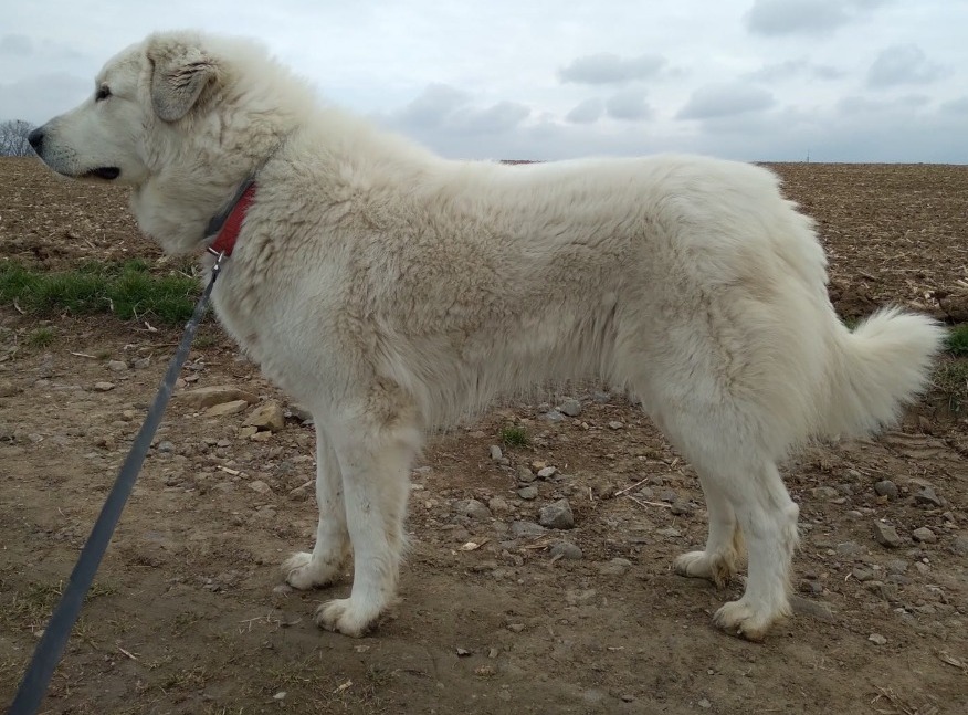 Amaris Tunica Alba
