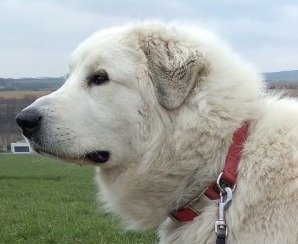 Amaris Tunica Alba