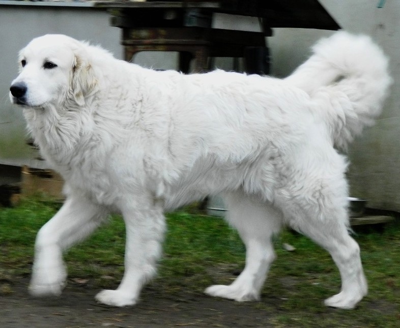 Ambra Paladia Bílá