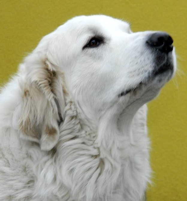 Ambra Paladia Bílá