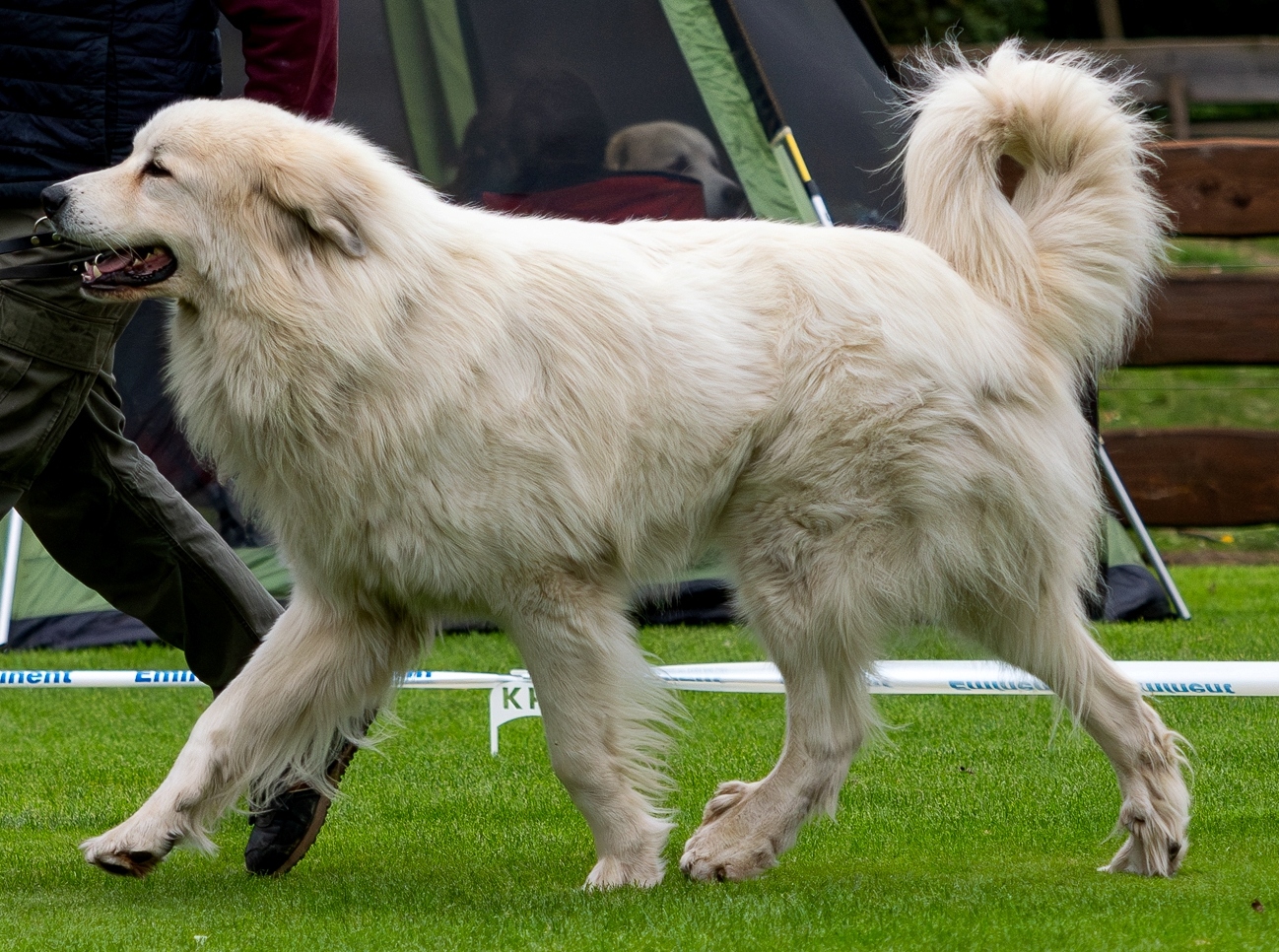 Amor od Pytlákovy Evičky