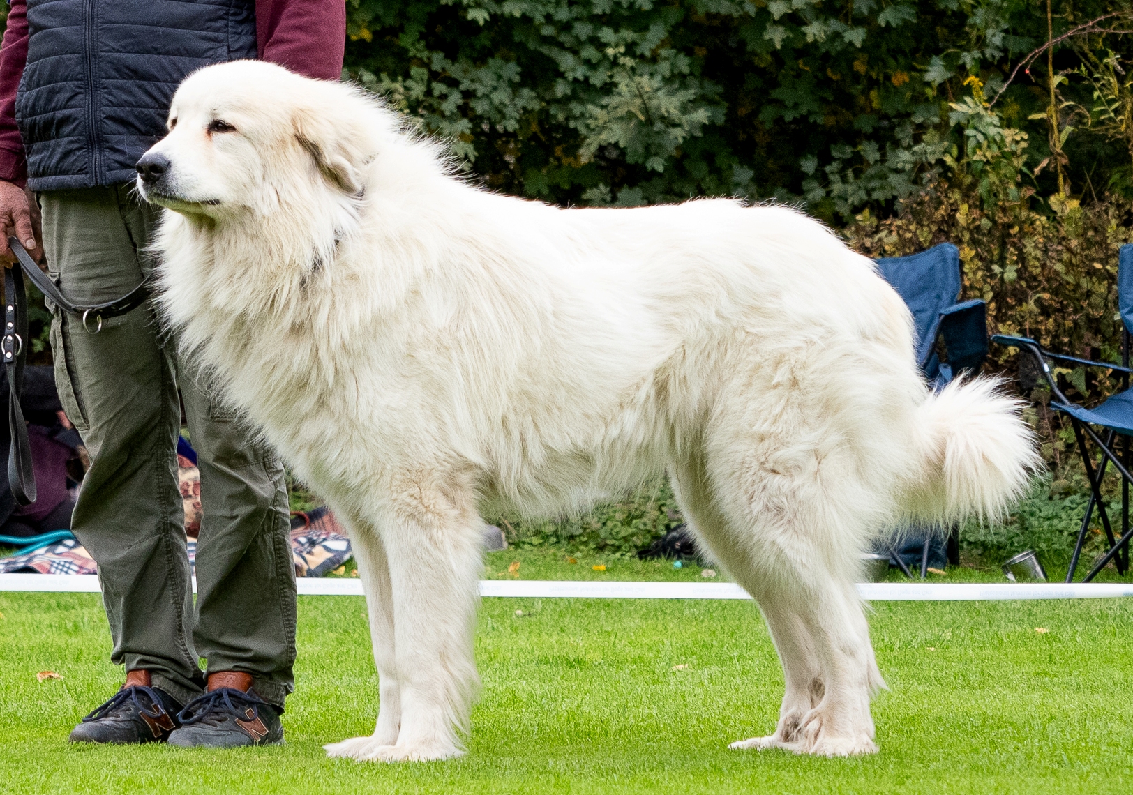 Amor od Pytlákovy Evičky