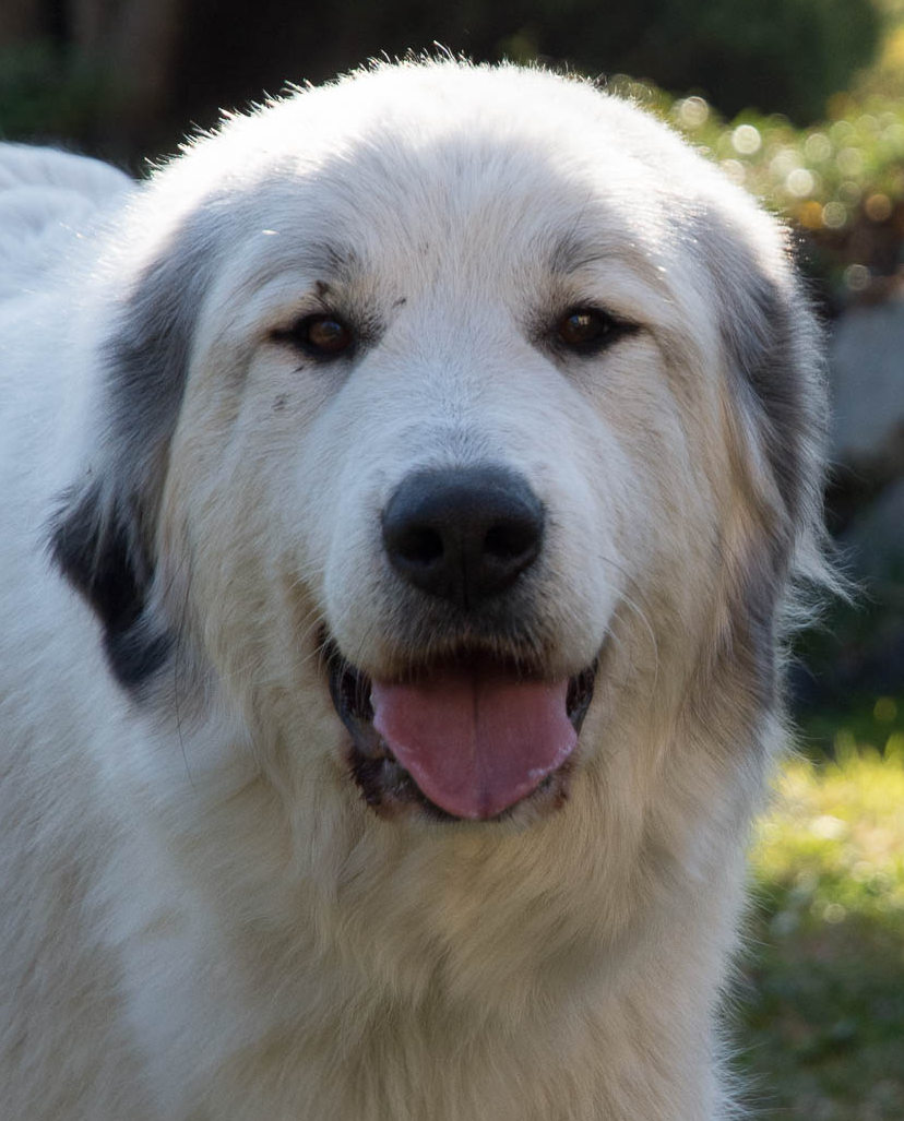 Arwen la Belle Coline en Moravie