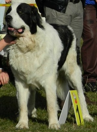 Beethoven From the Elbe Valley