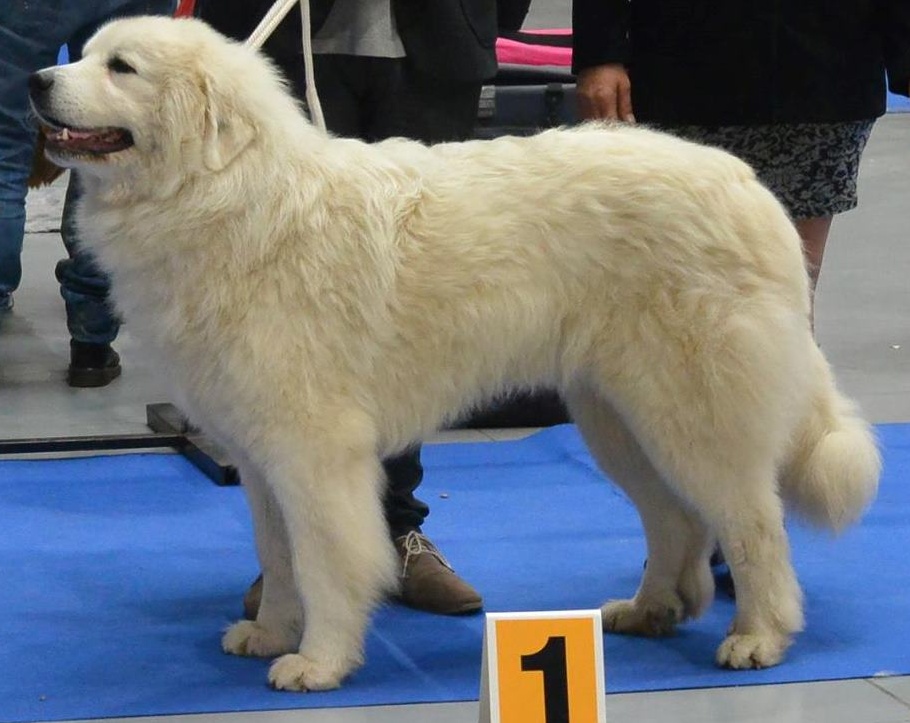 Bella First Z Vajlovny