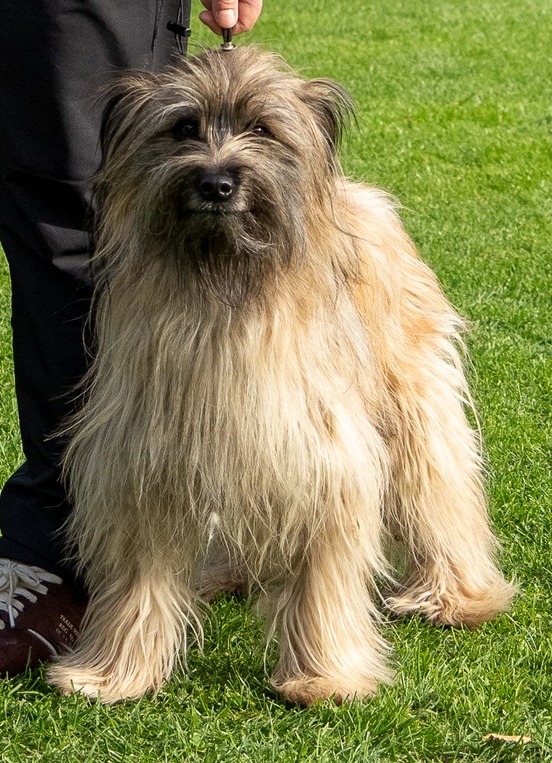 Brave  od Včelínku