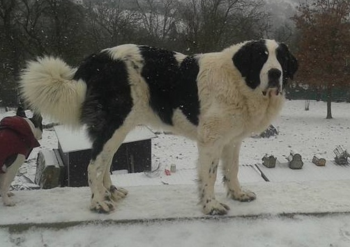 Carmen From the Elbe Valley