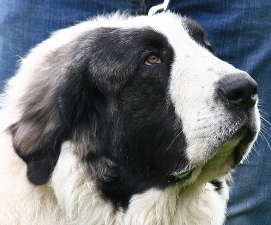 Cyrano From the Elbe Valley