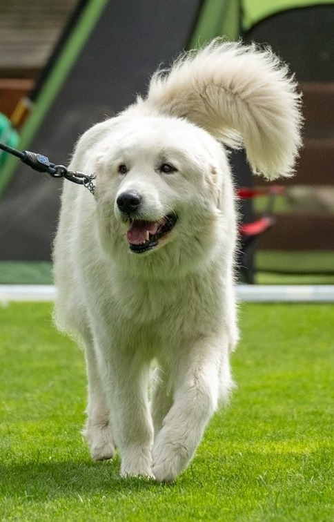 Flow Babylon Bohemia