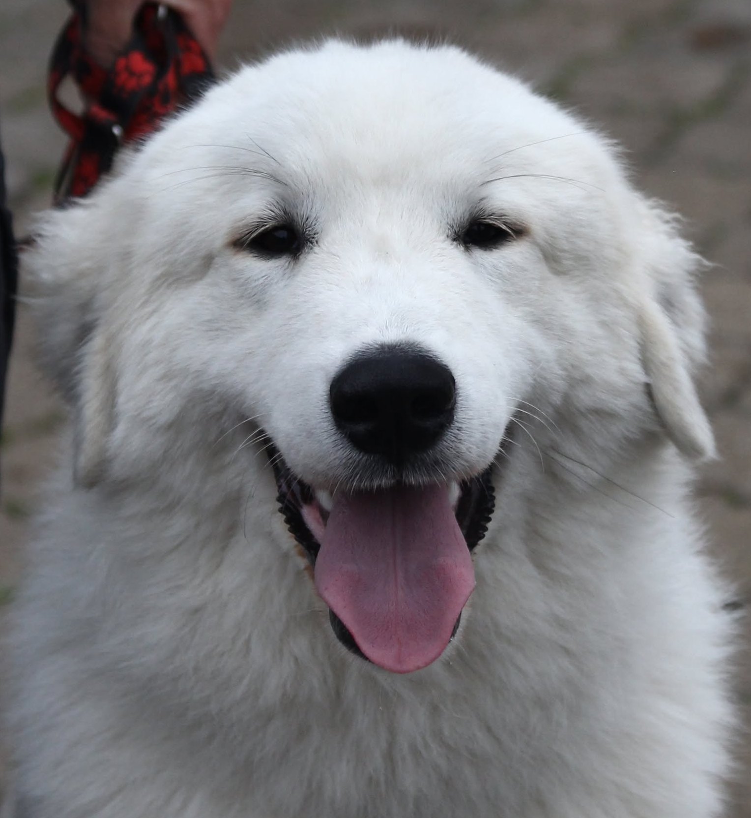 Flow Babylon Bohemia