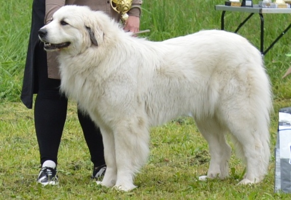 Iolete Gema from Pyrlandia
