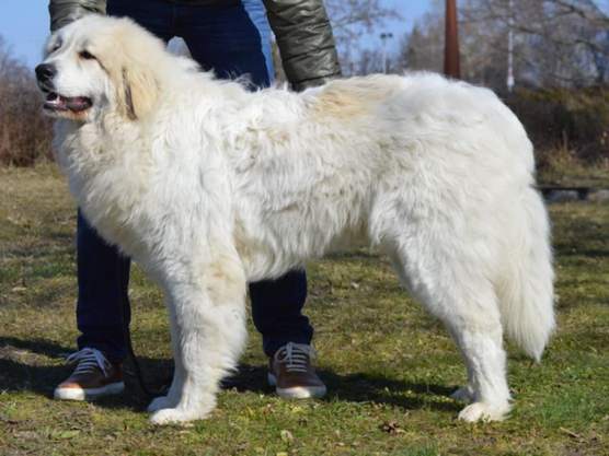 Pyrson Lanni from Pyrlandia