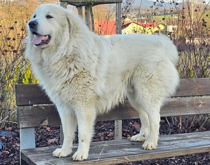 Meo Farrouk from Pyrlandia