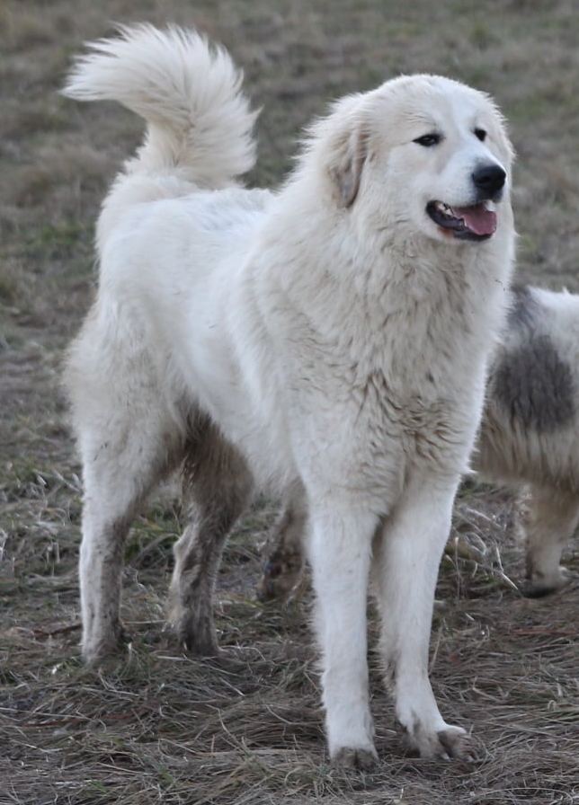 Rumia de la Bergerie des Reines