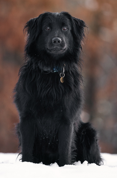 Topaze Noir du Merle Bleu de l Autan