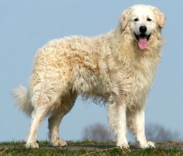 Kuvasz (Maďarsko)