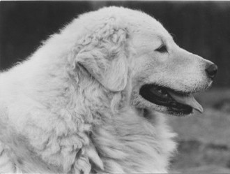 Kuvasz