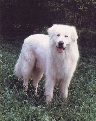Maremmansko - abruzský pastevecký pes