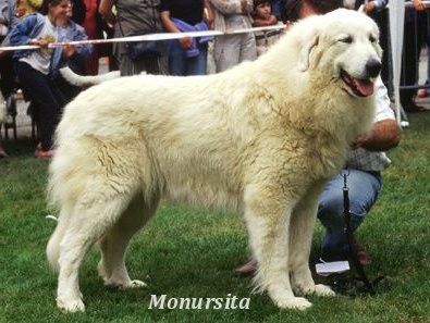 Pyrenejský horský pes Pyrenejský horský pes